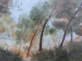 mallorcan-pines