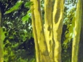 Overbecks-beeches