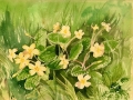 primroses