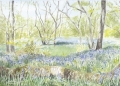 Bluebell Wood