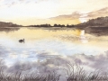 Swan on Norfolk Broads