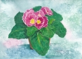 Primulas2018
