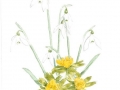 Snowdrops&Aconites