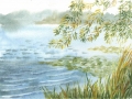 waterlilies
